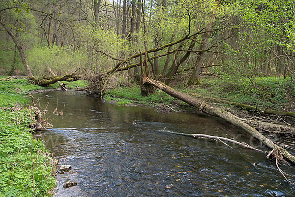 Thüringen (Thuringia)