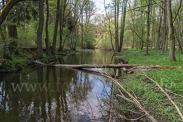 Thüringen (Thuringia)