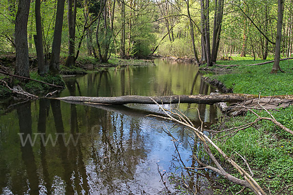 Thüringen (Thuringia)