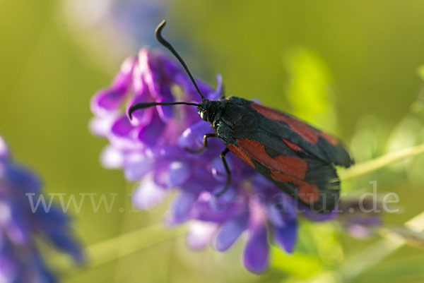 Thymian-Widderchen (Zygaena purpuralis)