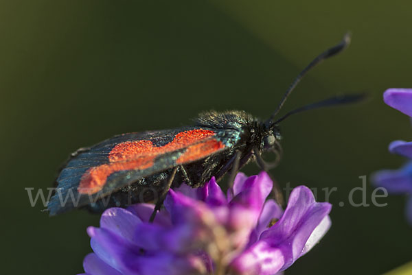 Thymian-Widderchen (Zygaena purpuralis)