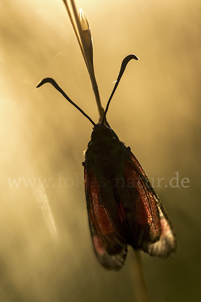 Thymian-Widderchen (Zygaena purpuralis)