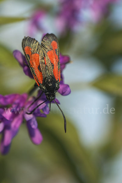 Thymian-Widderchen (Zygaena purpuralis)