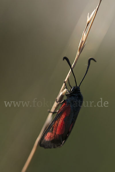 Thymian-Widderchen (Zygaena purpuralis)