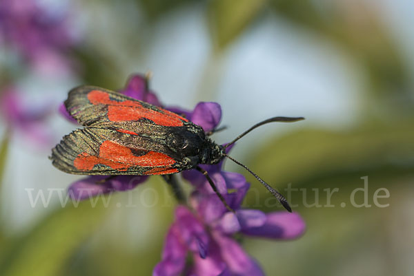 Thymian-Widderchen (Zygaena purpuralis)