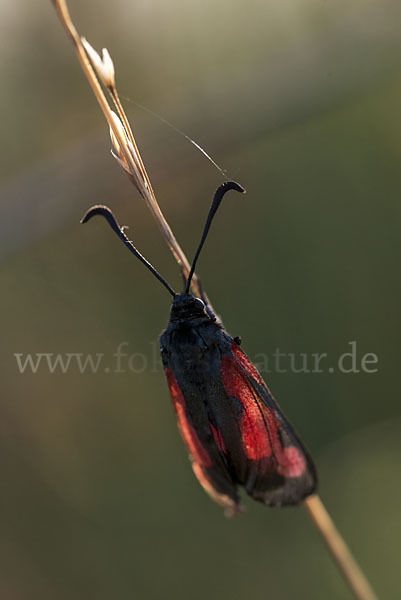 Thymian-Widderchen (Zygaena purpuralis)