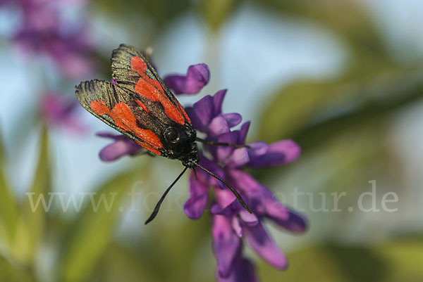 Thymian-Widderchen (Zygaena purpuralis)