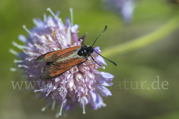 Thymian-Widderchen (Zygaena purpuralis)