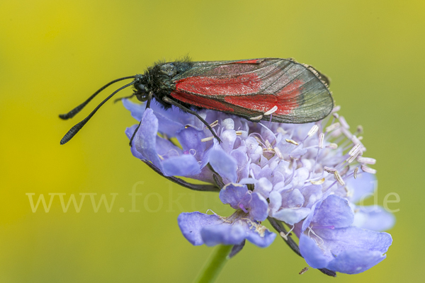 Thymian-Widderchen (Zygaena purpuralis)