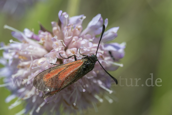 Thymian-Widderchen (Zygaena purpuralis)