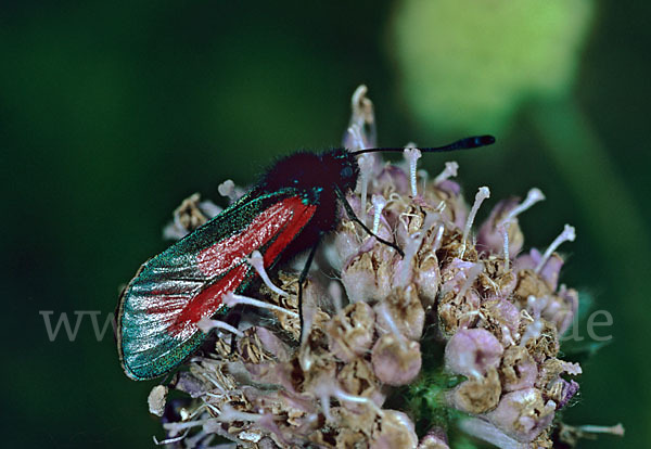 Thymian-Widderchen (Zygaena purpuralis)