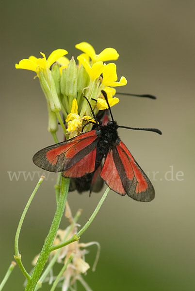 Thymian-Widderchen (Zygaena purpuralis)