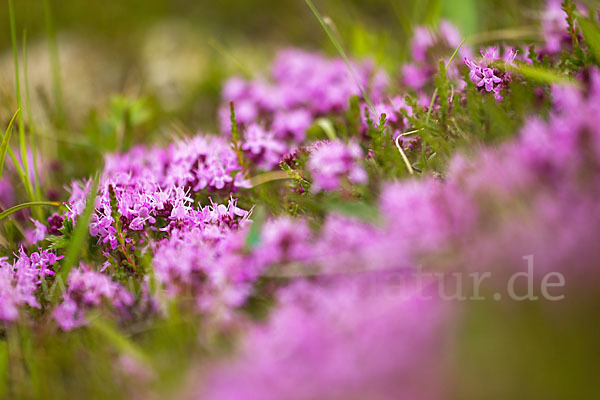 Thymian spec. (Thymus spec.)