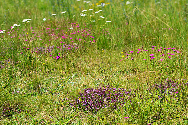 Thymian spec. (Thymus spec.)