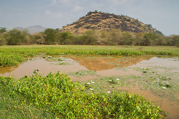 Tigerlotus (Nymphaea lotus)