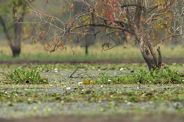 Tigerlotus (Nymphaea lotus)