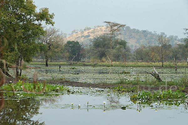 Tigerlotus (Nymphaea lotus)