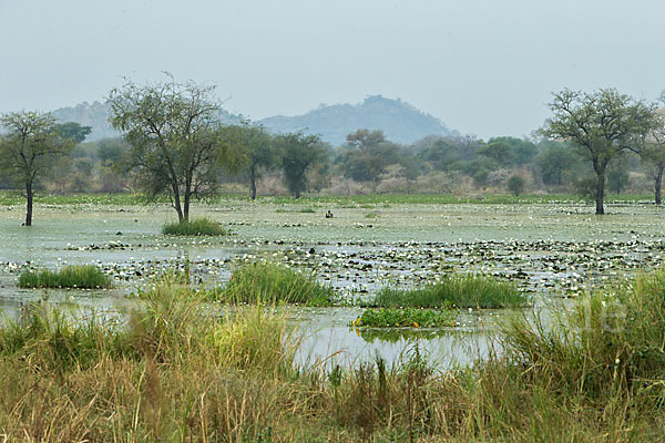 Tigerlotus (Nymphaea lotus)