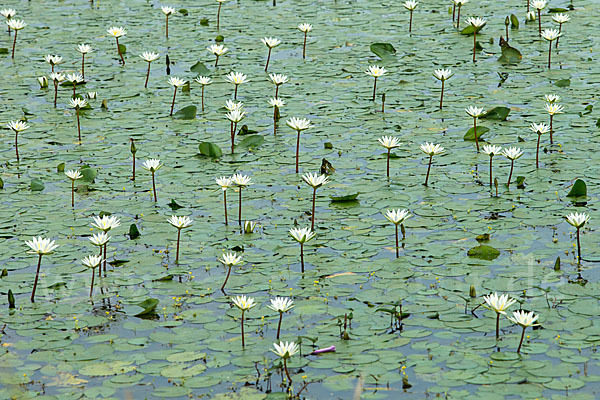 Tigerlotus (Nymphaea lotus)