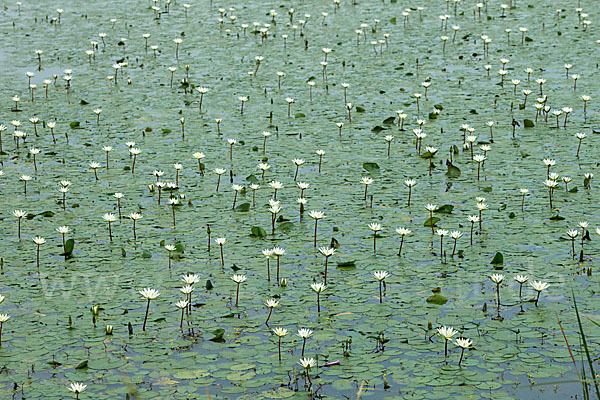 Tigerlotus (Nymphaea lotus)