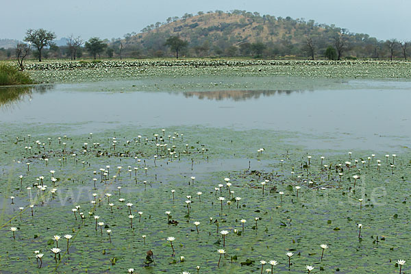 Tigerlotus (Nymphaea lotus)