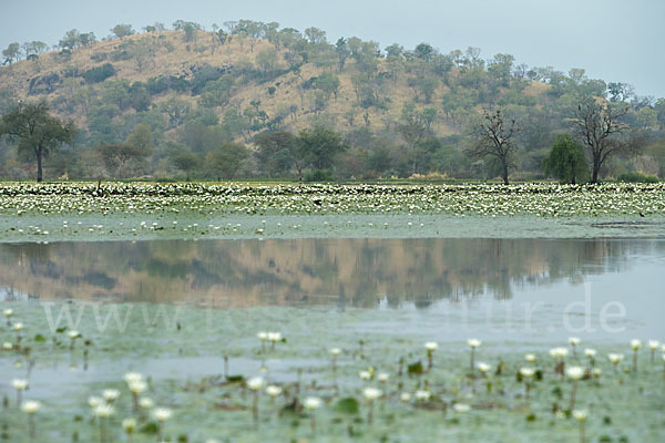 Tigerlotus (Nymphaea lotus)