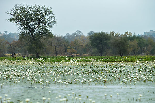 Tigerlotus (Nymphaea lotus)