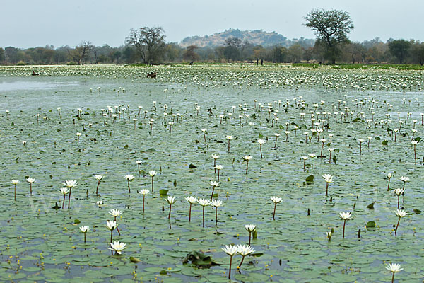 Tigerlotus (Nymphaea lotus)