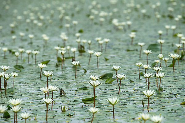 Tigerlotus (Nymphaea lotus)