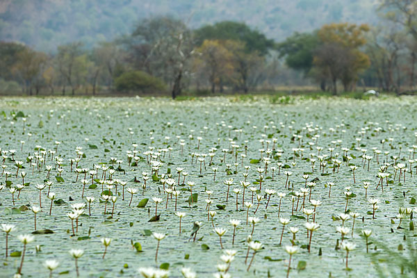 Tigerlotus (Nymphaea lotus)