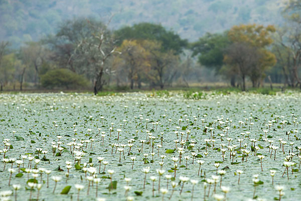 Tigerlotus (Nymphaea lotus)