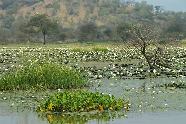 Tigerlotus (Nymphaea lotus)