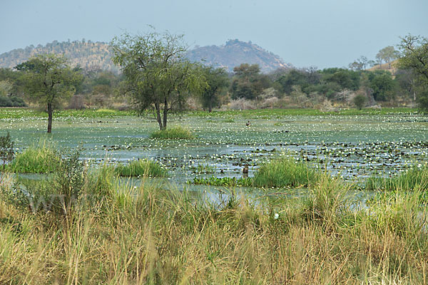 Tigerlotus (Nymphaea lotus)