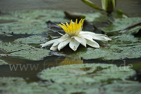 Tigerlotus (Nymphaea lotus)