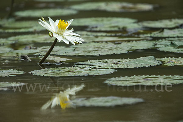 Tigerlotus (Nymphaea lotus)