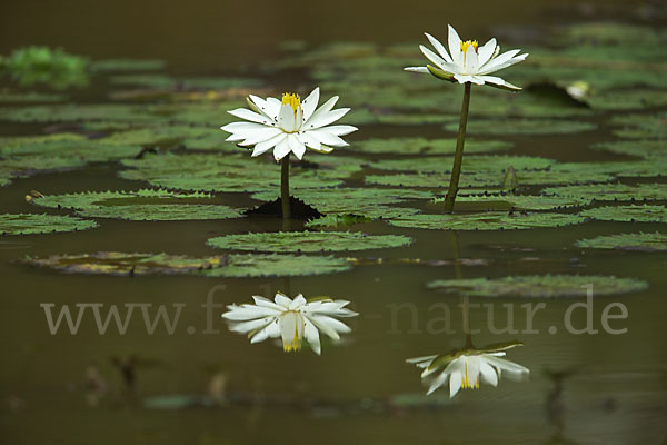 Tigerlotus (Nymphaea lotus)