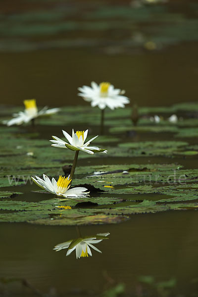 Tigerlotus (Nymphaea lotus)