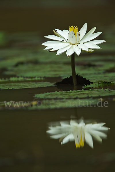 Tigerlotus (Nymphaea lotus)