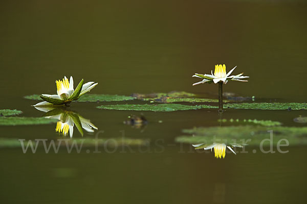 Tigerlotus (Nymphaea lotus)