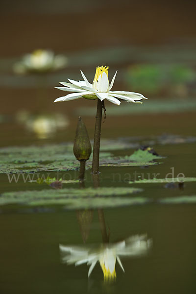 Tigerlotus (Nymphaea lotus)