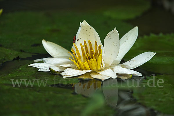 Tigerlotus (Nymphaea lotus)