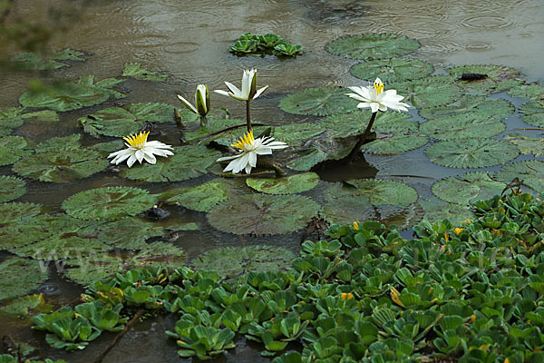 Tigerlotus (Nymphaea lotus)