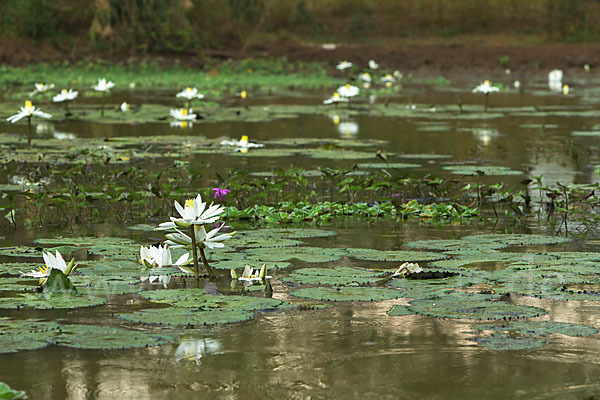 Tigerlotus (Nymphaea lotus)