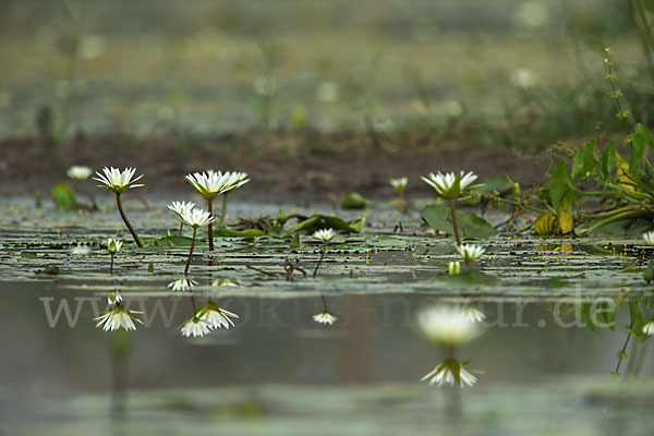 Tigerlotus (Nymphaea lotus)