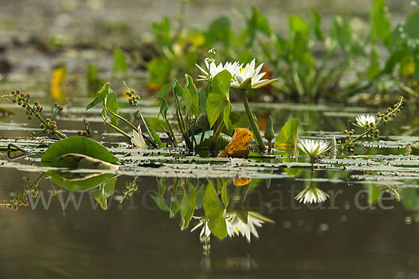 Tigerlotus (Nymphaea lotus)