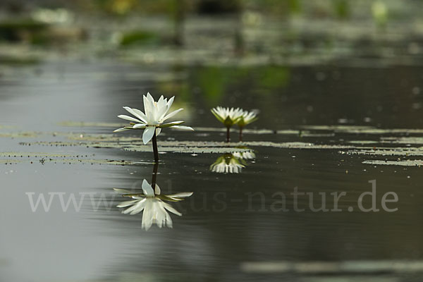 Tigerlotus (Nymphaea lotus)