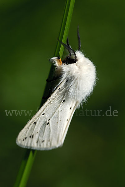 Tigermotte (Spilosoma lubricipeda)