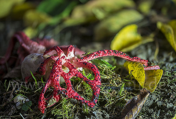 Tintenfischpilz (Clathrus archeri)