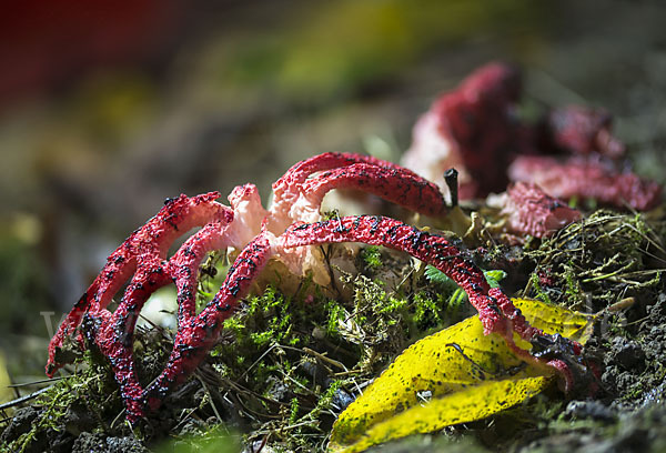 Tintenfischpilz (Clathrus archeri)