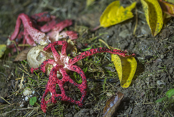 Tintenfischpilz (Clathrus archeri)